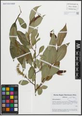 Foto von Salix pentandra L.
